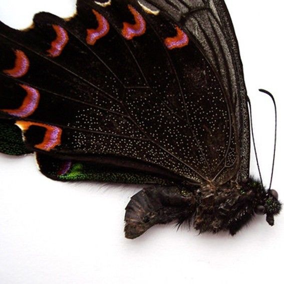 Papilio arcturus-bianor (hybrid-mosaic,LHW=papilio arcturus,RHW=papilio bianor)5 [Internet image property of respective owner, non commercial use only]